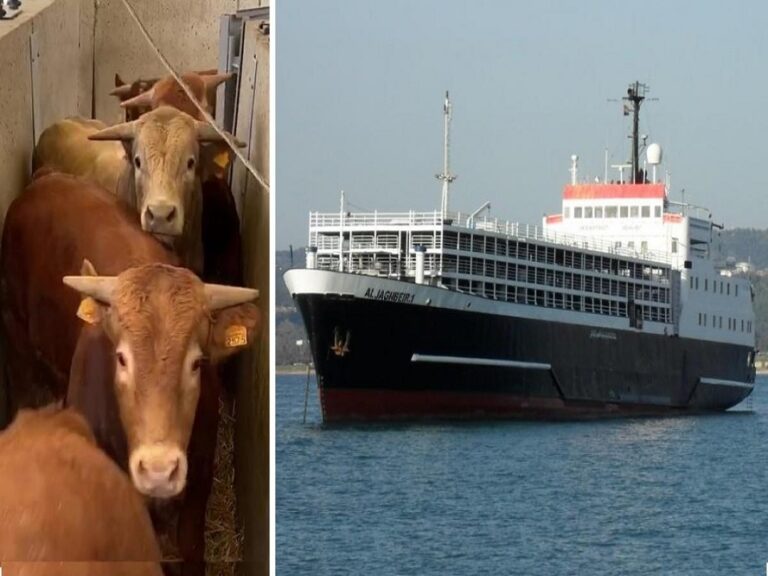 Ahmad Reza Ataie - Buques ganaderos ¡El medio ideal para transportar animales vivos! - FOTO