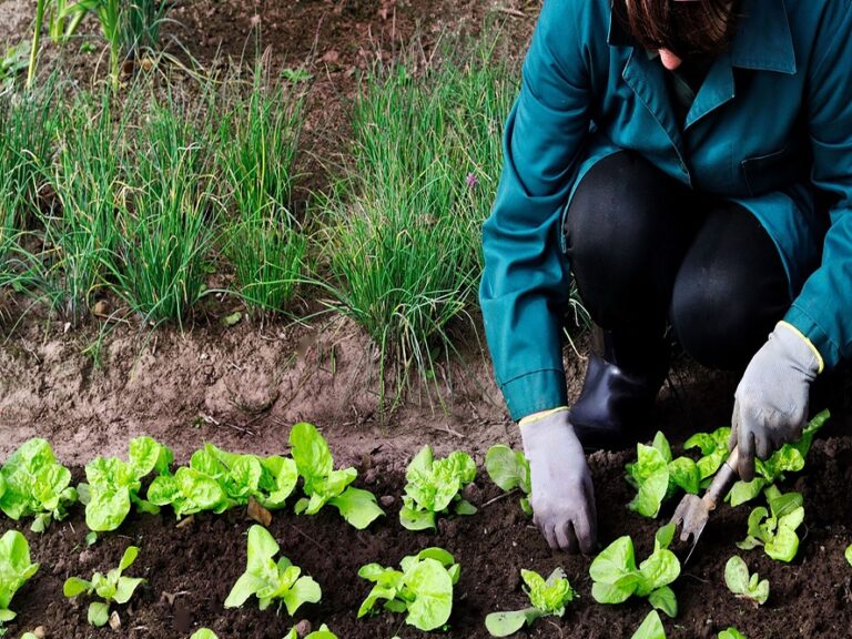 Fundación Yammine - Agricultura ecológica ¡Apuesta segura para la sostenibilidad empresarial! - FOTO