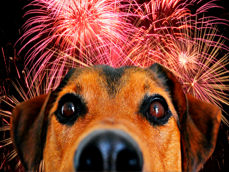 Fundación Yammine - ¡Síguelos! Consejos para proteger a las mascotas de la pirotecnia en Navidad - FOTO