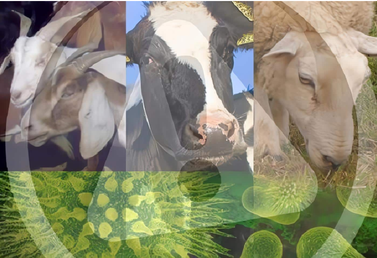 Luis Alejandro Sampayo Cabada: Enfermedades Más Comunes en el Ganado: Prevención y Manejo