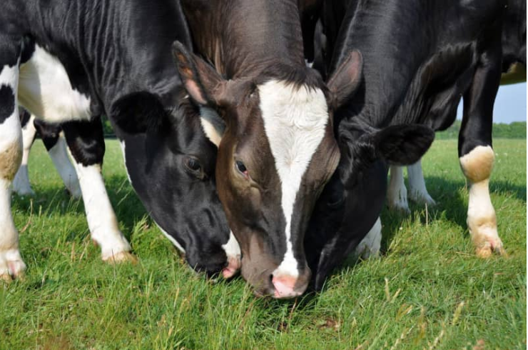 Los Tipos de Alimentación de las Vacas | Luis Sampayo Cabada