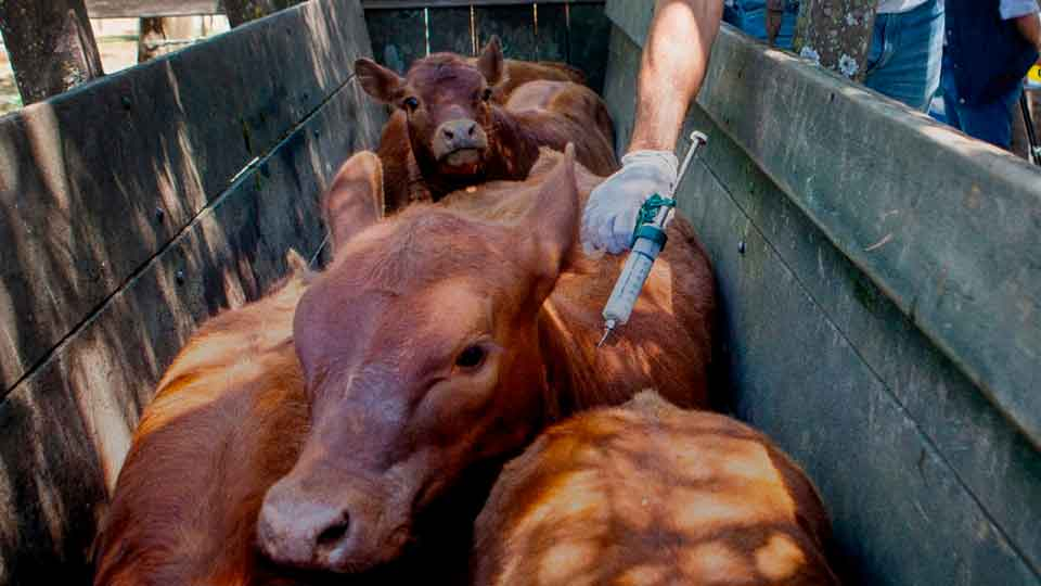 El Silencio en el Potrero: Enfermedades Más Comunes que Amenazan al Ganado por Luis Alejandro Sampayo Cabada