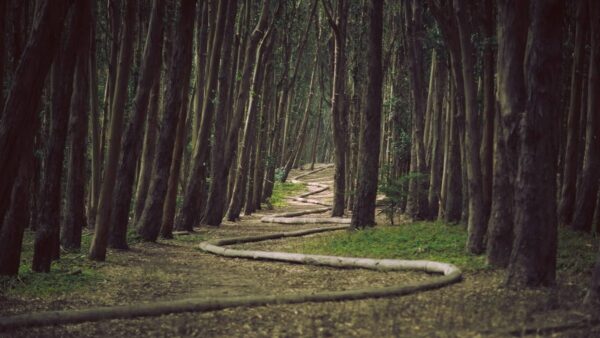 Wood Line, San Francisco, USA
